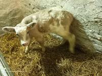 Bull, Cattle — photo 2