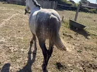 Caballo, Caballos — foto 1