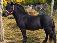 Faras, Horses — sawirka 2