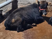 公牛, Swedish red cattle — 照片 3