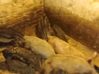 Boar — photo 1
