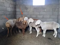 Oveja, Katum sheep — foto 2
