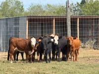 Cattle (batch, sex not specified), Hereford — photo 6