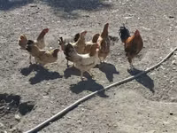 Chickens — 照片 3