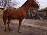 Horse (M), Horses — photo 1
