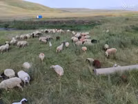 母羊, Balbas sheep — 照片 4