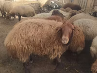 公羊, Sheep — 照片 7