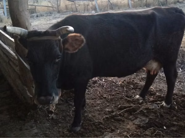 Cow, Latvian Blue cattle