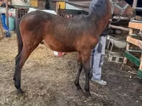 Horse (M), Horses — photo 1