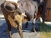 Cow, Alatau breed — photo 5