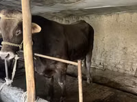 सांड, मवेशी — फ़ोटो 2