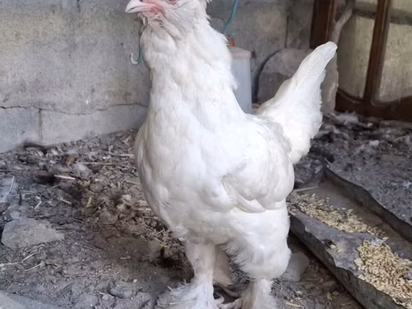苏丹