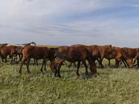 马匹（批次，未指定性别）, New Altai Horse — 照片 3