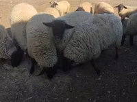 Ram, White Suffolk sheep — photo 3
