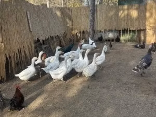 Geese