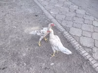 Gallinas Shamo — foto 8