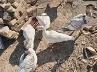 Ducks — sawirka 2