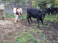 母牛, Simmental cattle — 照片 8