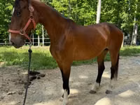 Faras dhaddig, Dutch warmblood horse — sawirka 6