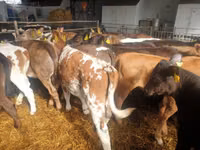 Ng'ombe (kikundi, jinsia haijatajwa), Simmental cattle — picha 4