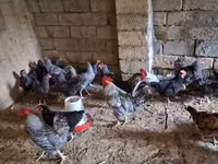 Chickens — الصورة 5