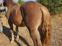 Yegua, Caballos — foto 5