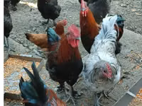 Marans — picha 1