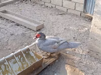Ducks — फ़ोटो 4