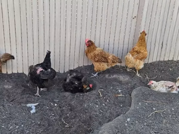 Danish hen
