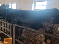 母牛, Aberdeen-Angus — 照片 5