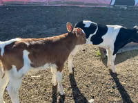 公牛, Russian Black pied cattle — 照片 3