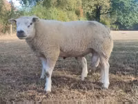 Ram, Texel sheep — photo 1