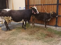 Cow, Alatau breed — photo 5