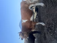 Dibi, Latvian Blue cattle — sawirka 3