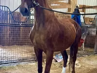 Faras dhaddig, Dutch warmblood horse — sawirka 3