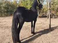 Horse (M), Friesian — photo 4