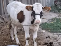 गाय, भूरा लातवियाई — फ़ोटो 1