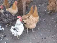 Chickens — 照片 5