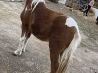 Mare, Horses — photo 1