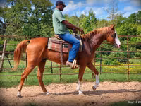 Hengst, American paint horse — Foto 5