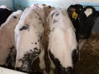 Rinder (Partie, Geschlecht nicht angegeben), Simmental cattle — Foto 5