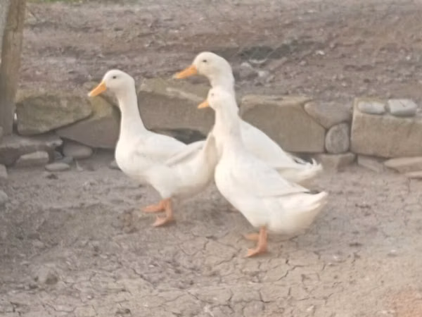 German Pekin
