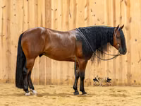 Horse (M), Quarter Horse — photo 4