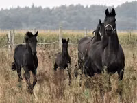 घोड़ा, Dutch warmblood horse — फ़ोटो 6