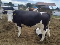Cow, Holstein breed — photo 1