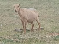 Cabro, Alpine goat — foto 1