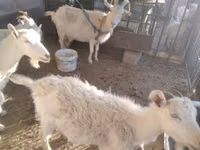 Mbuzi jike, Russian White goat — picha 2