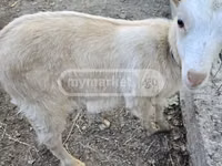 母山羊, Megrelian goat — 照片 3