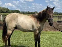 घोड़ा, Rocky Mountain Horse — फ़ोटो 5