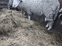 公羊, Sheep — 照片 5
